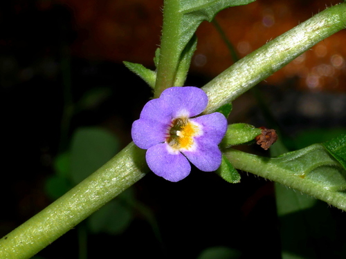 Limnophila rugosa (Limnophila rugosa)