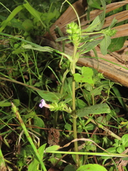 Limnophila rugosa (Limnophila rugosa)