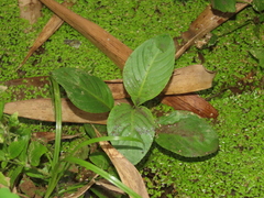 Limnophila rugosa (Limnophila rugosa)