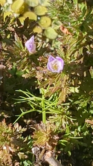Asian marshweed (Limnophila sessiliflora)