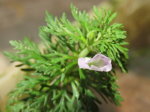 Asian marshweed (Limnophila sessiliflora)