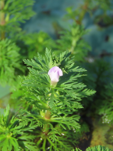 Asian marshweed (Limnophila sessiliflora)