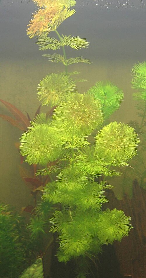 Asian marshweed: Limnophila sessiliflora - Blütenstielloser Sumpffreund Süßwasser Aquarienpflanze, die in einem Temperaturbereich von 22°C bis 28°C gepflegt werden kann. Der pH-