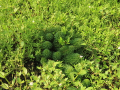 Asian marshweed (Limnophila sessiliflora)