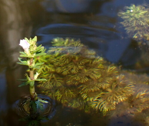 Asian marshweed (Limnophila sessiliflora)