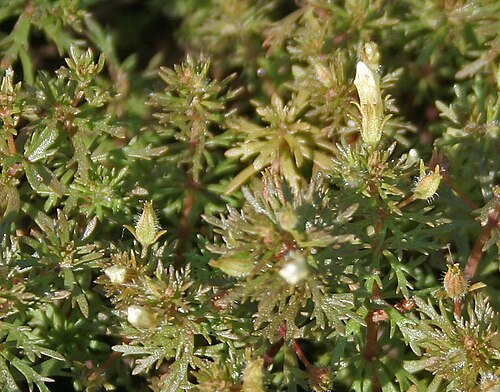 Asian marshweed: Asian or Dwarf Ambulia or Asian marshweed Limnophila sessiliflora in Hyderabad, India.