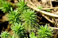 Asian marshweed (Limnophila sessiliflora)