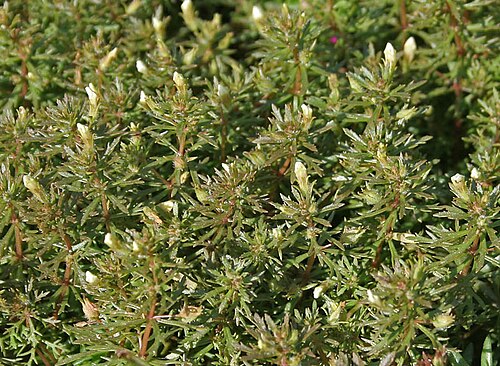 Asian marshweed: Asian or Dwarf Ambulia or Asian marshweed Limnophila sessiliflora in Hyderabad, India.