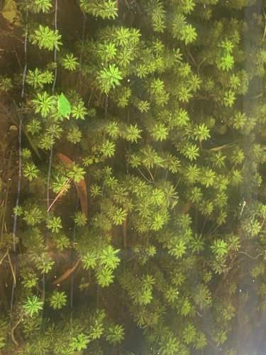 Asian marshweed (Limnophila sessiliflora)