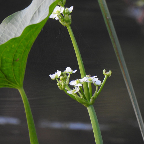 Arrow head (Limnophyton obtusifolium)
