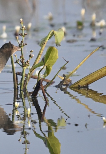 Arrow head (Limnophyton obtusifolium)