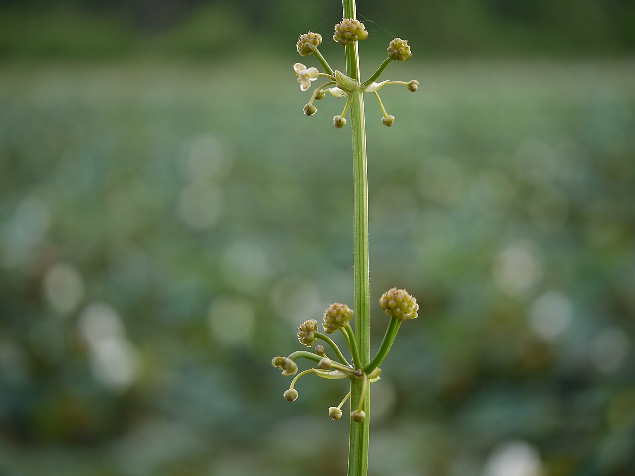 Arrow head: Limnophyton obtusifolium (L.) Miq.