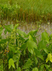 Arrow head (Limnophyton obtusifolium)