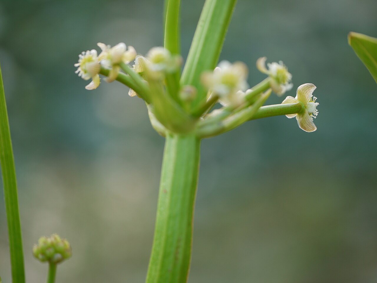 Arrow head: Limnophyton obtusifolium (L.) Miq.