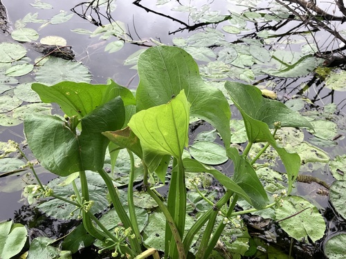 Arrow head (Limnophyton obtusifolium)