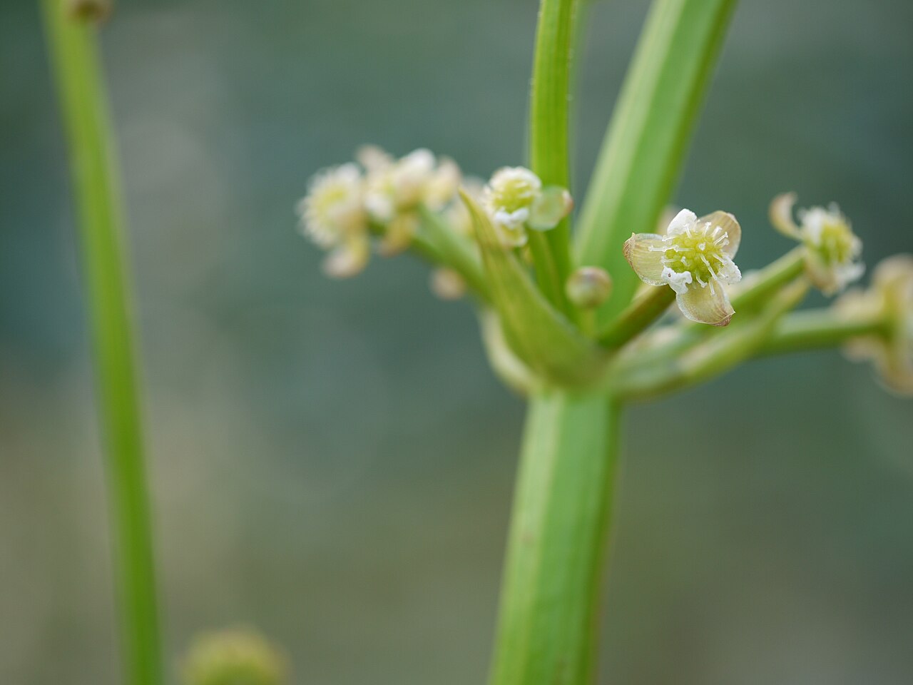 Arrow head: Limnophyton obtusifolium (L.) Miq.