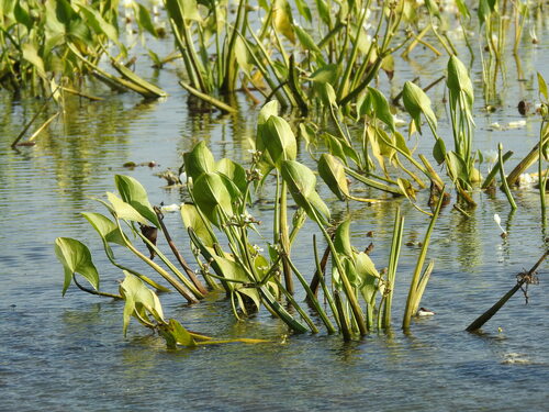 Arrow head (Limnophyton obtusifolium)