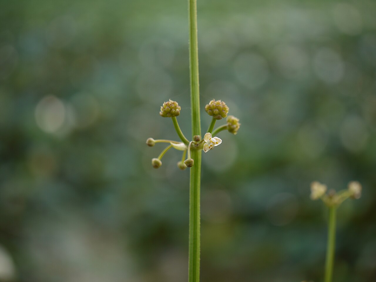 Arrow head: Limnophyton obtusifolium (L.) Miq.