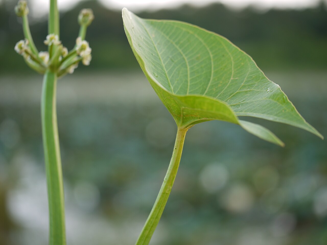 Arrow head: Limnophyton obtusifolium (L.) Miq.