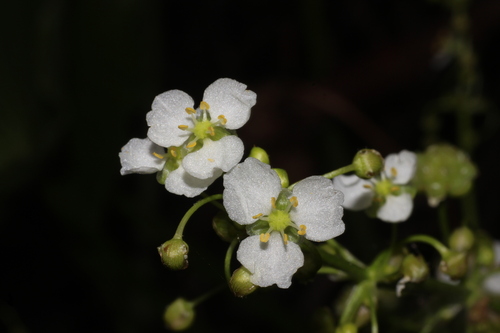 Arrow head (Limnophyton obtusifolium)