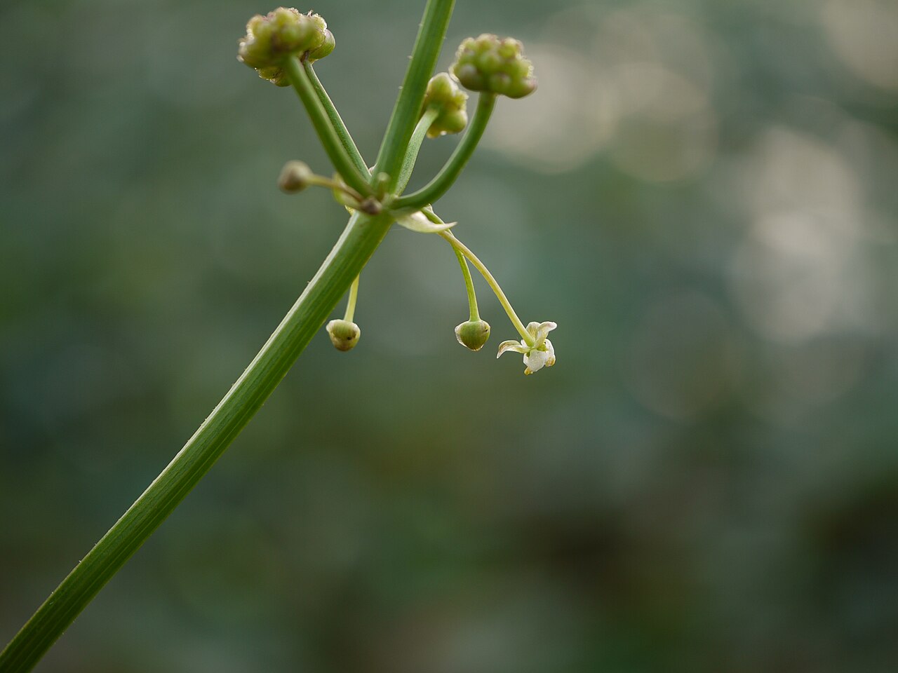 Arrow head: Limnophyton obtusifolium (L.) Miq.