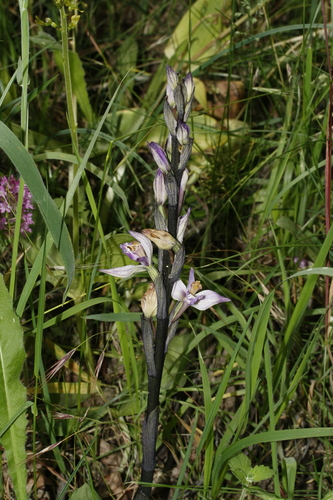 Violet limodore (Limodorum abortivum)