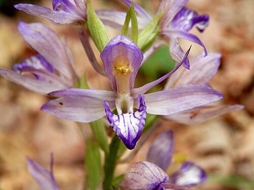 Violet limodore: This is a photo of a natural heritage site in Bulgaria, id: