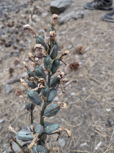 Violet limodore (Limodorum abortivum)