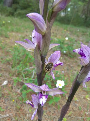 Violet limodore (Limodorum abortivum)