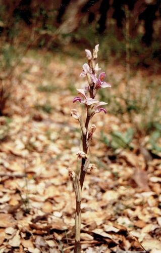 Violet limodore (Limodorum abortivum)