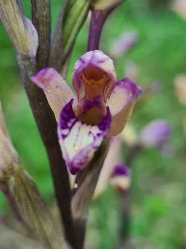 Violet limodore (Limodorum abortivum)