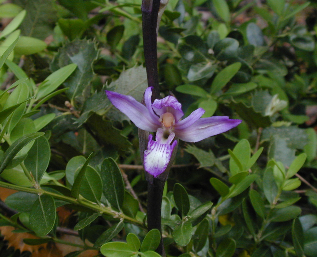 Violet limodore (Limodorum abortivum)