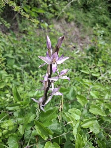Violet limodore (Limodorum abortivum)