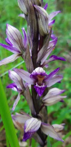 Violet limodore (Limodorum abortivum)