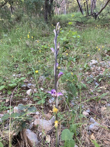 Violet limodore (Limodorum abortivum)