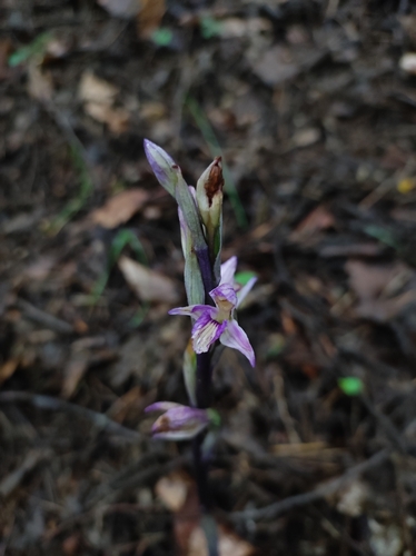 Violet limodore (Limodorum abortivum)