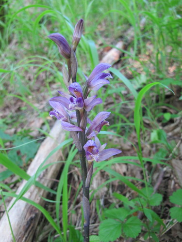 Violet limodore (Limodorum abortivum)