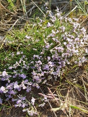 Limonium bellidifolium (Limonium bellidifolium)