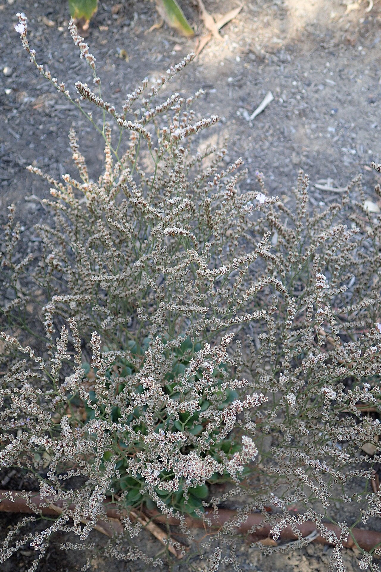 Limonium bellidifolium: Limonium bellidifolium in Clovis Botanical Garden