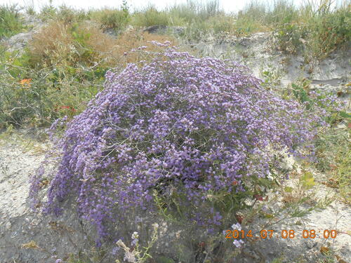 Limonium bellidifolium (Limonium bellidifolium)