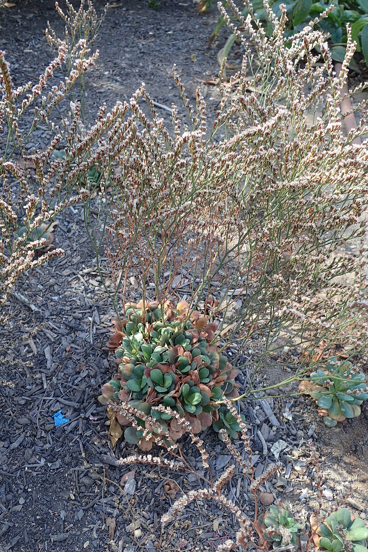 Limonium bellidifolium: Limonium bellidifolium in Clovis Botanical Garden