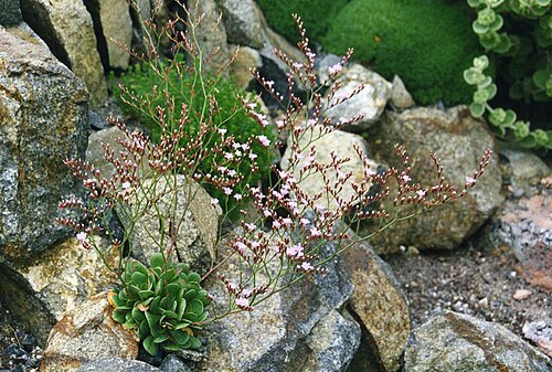 Limonium bellidifolium: Limonium bellidifolium