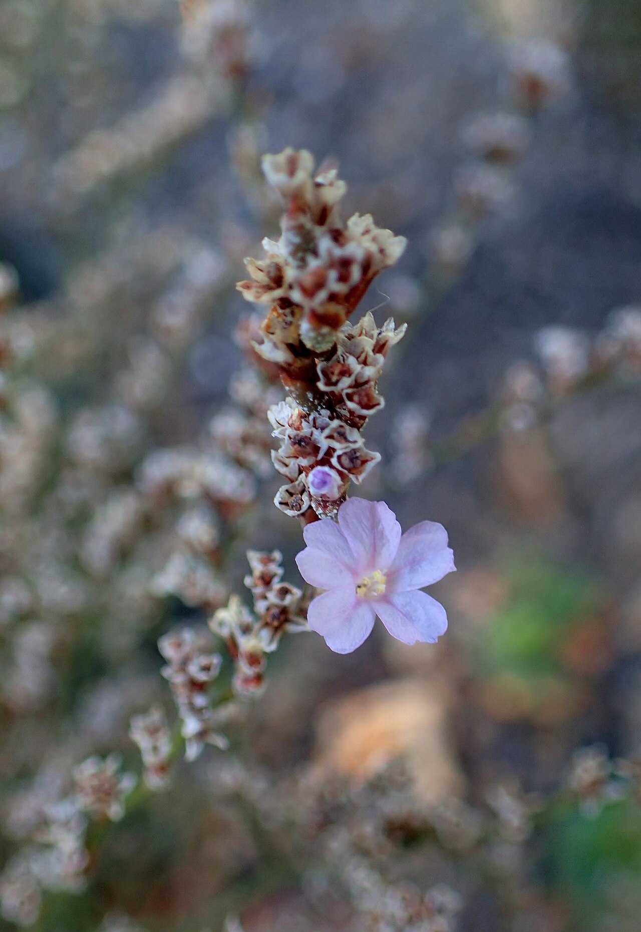 Limonium bellidifolium: Limonium bellidifolium in Clovis Botanical Garden