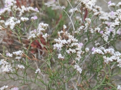 Limonium bellidifolium (Limonium bellidifolium)