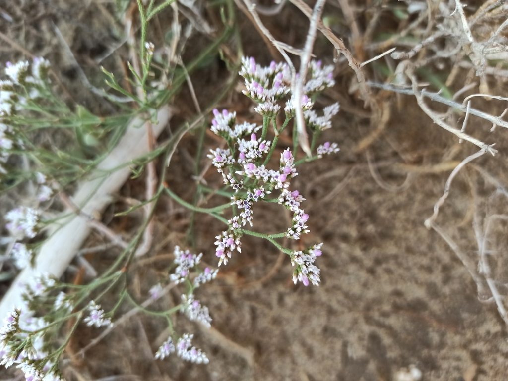 Limonium bellidifolium (Limonium bellidifolium)