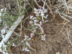 Limonium bellidifolium (Limonium bellidifolium)