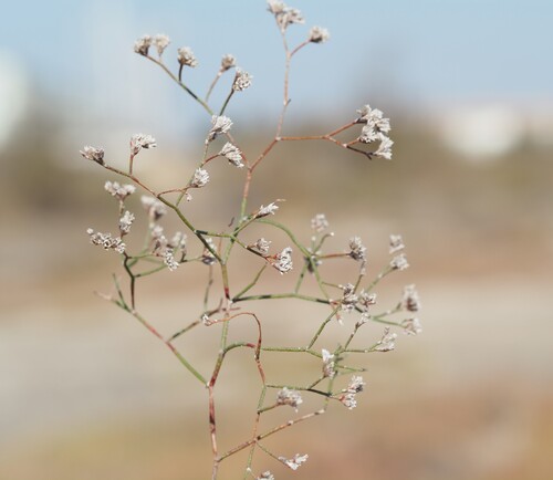 Limonium bellidifolium (Limonium bellidifolium)