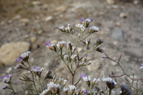 Limonium bellidifolium (Limonium bellidifolium)