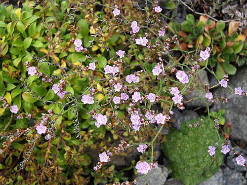 Limonium bellidifolium: Limonium bellidifolium