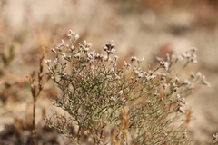 Limonium bellidifolium (Limonium bellidifolium)